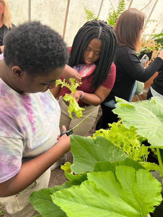 Students picking vegetables