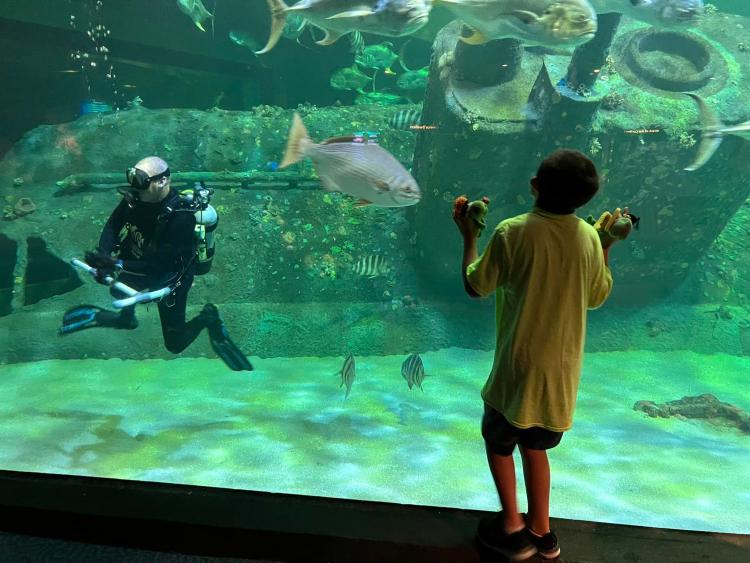 Student looking in an aquarium where a diver swims with fish