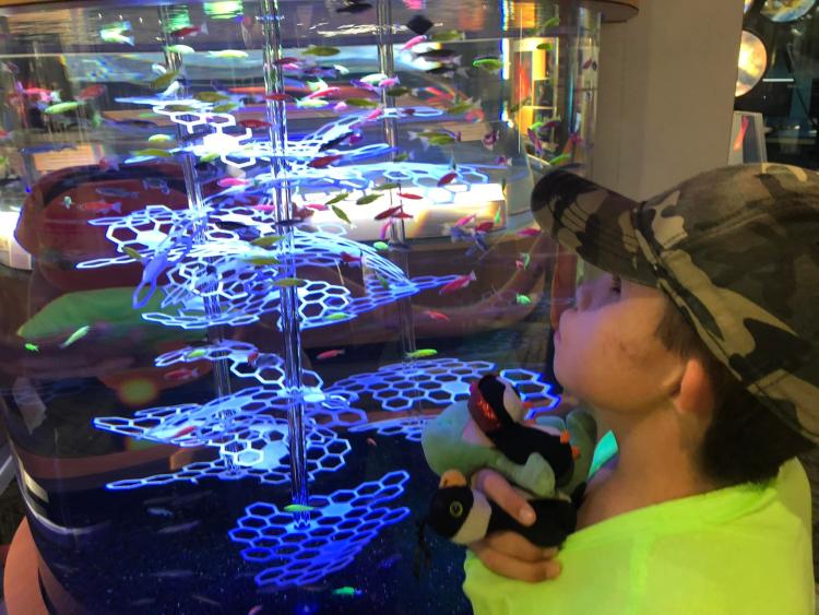 Student looks at the zebrafish display
