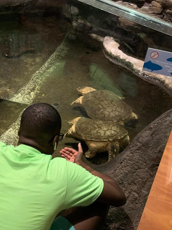 Studentwatching a snapping turtle at the NC Museum of Natural Sciences