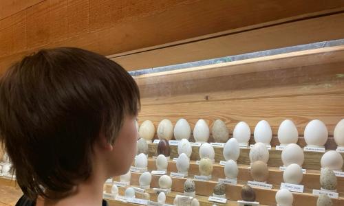 Student looks at a display of bird eggs