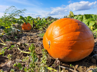 pumpkin in a field