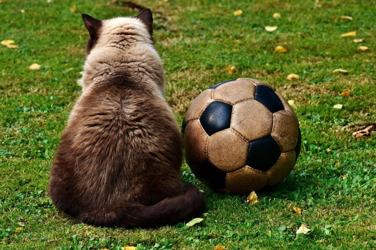 Cat next to well used soccer ball