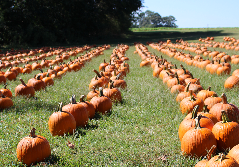 Deans Farm Market