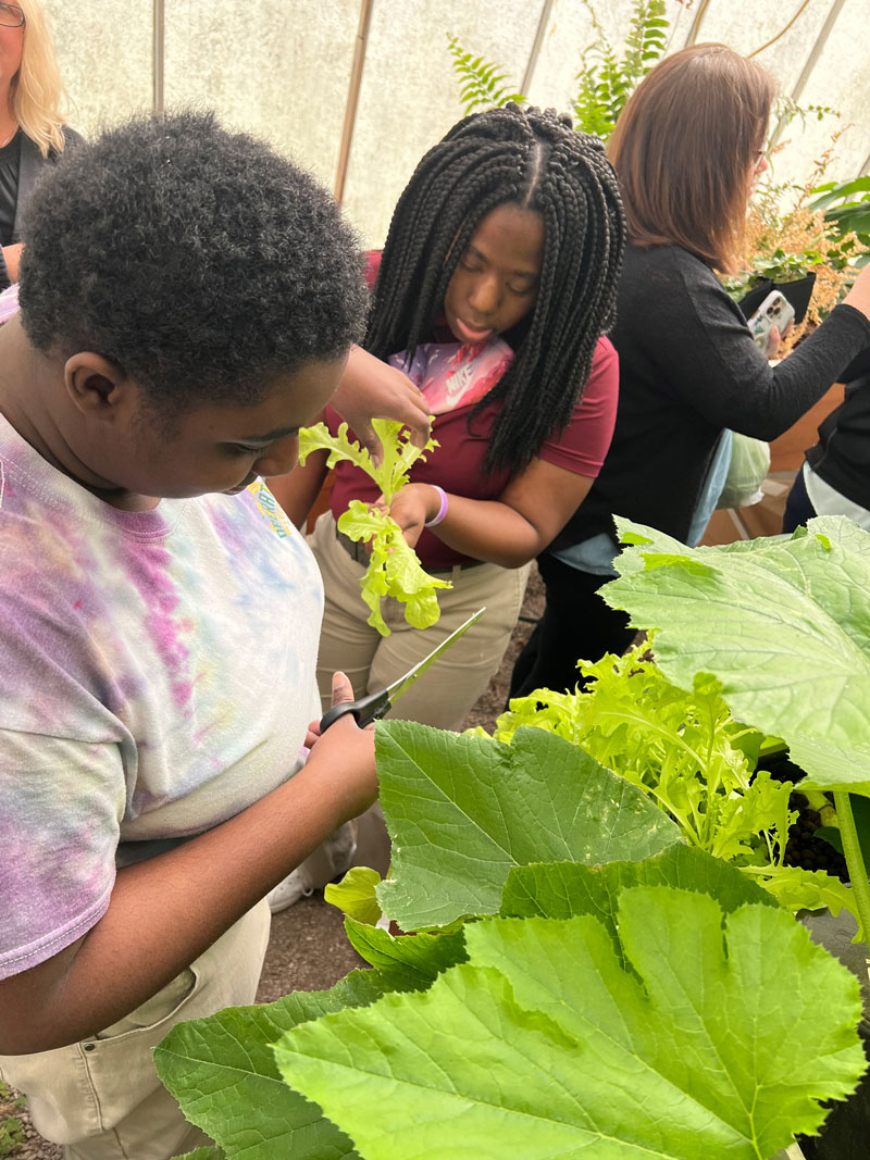 Student and teacher harvesting vegetables in a greenhouse.