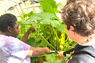 Student and teacher harvesting vegetables in a greenhouse.