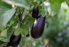 growing eggplants