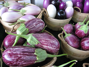 growing eggplants