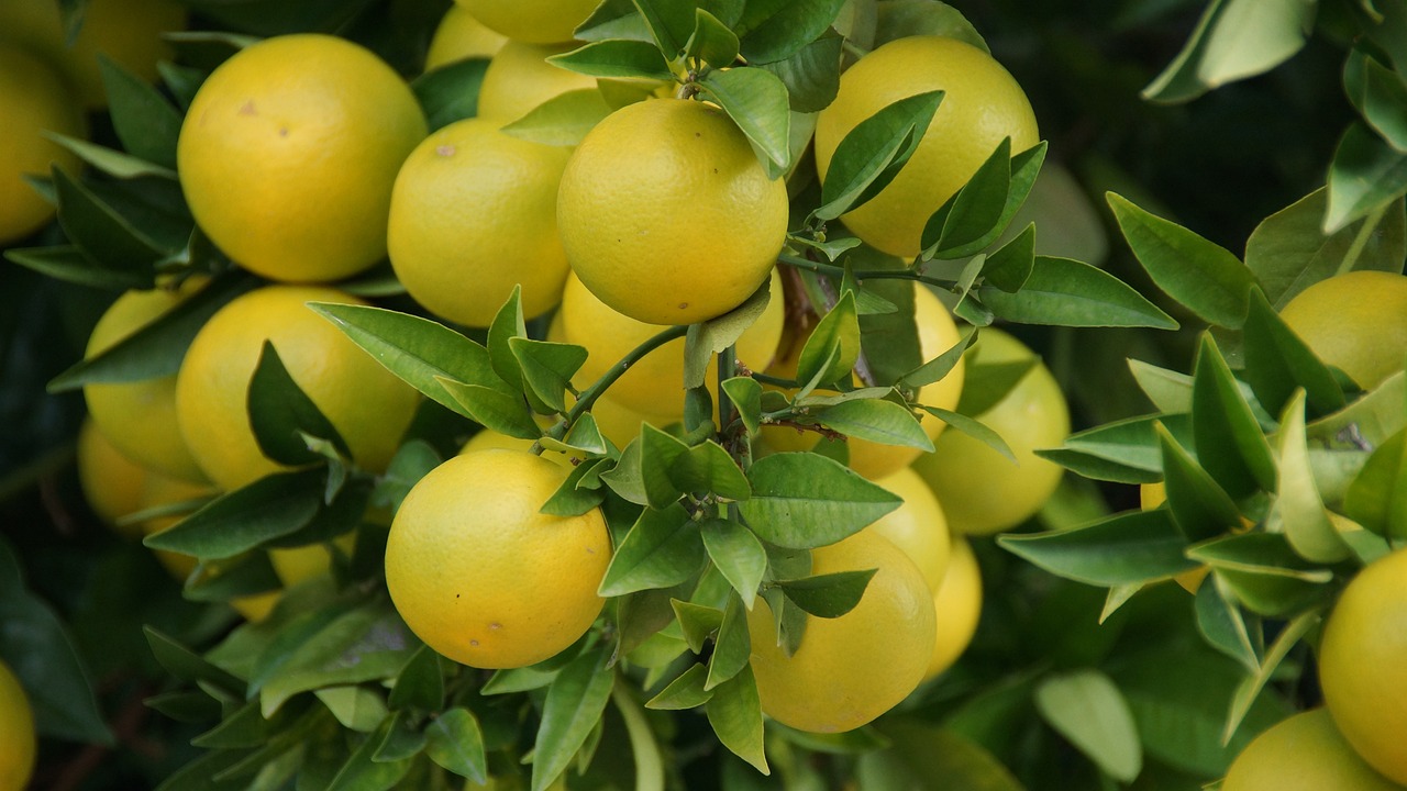 grapefruit growing on trees