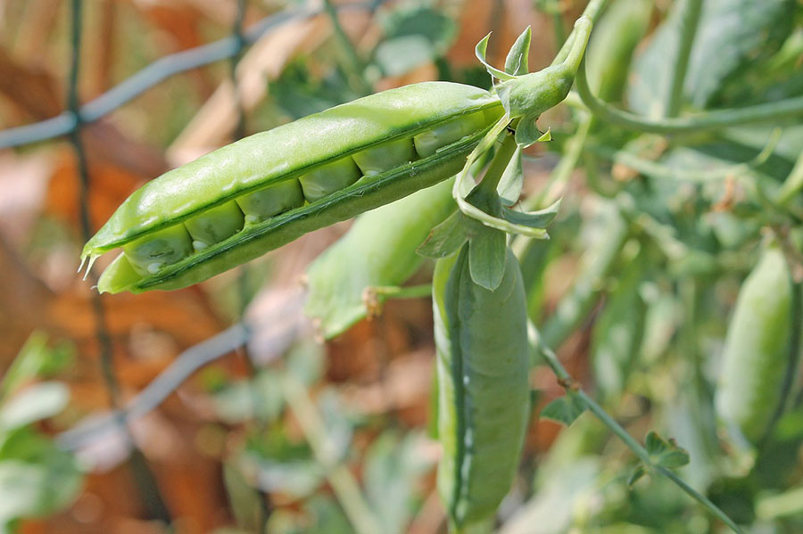 sugar snap peas in pod growing on a vine