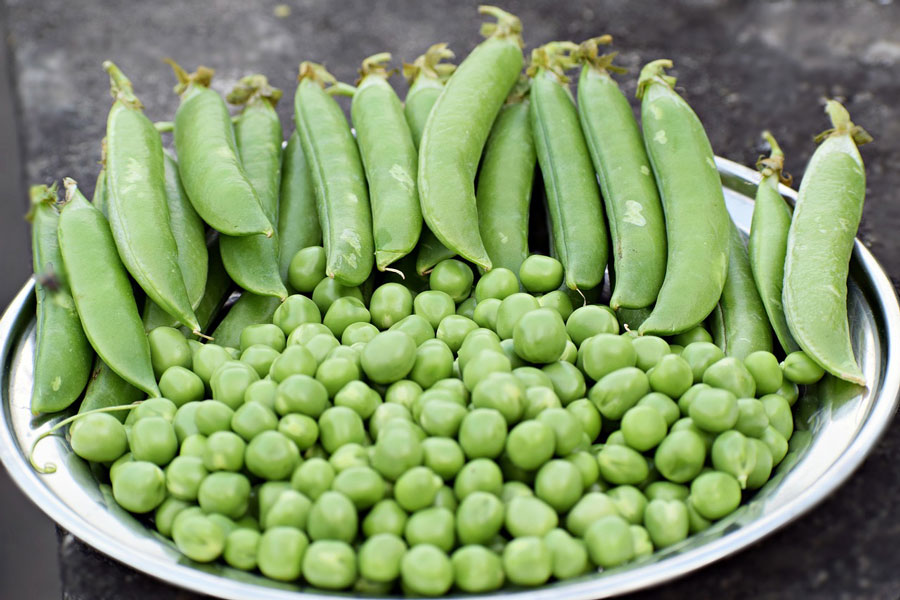 Sugar Snap Peas and Pea Pods collected on a metal plate