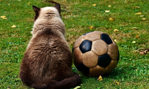 cat will soccer ball